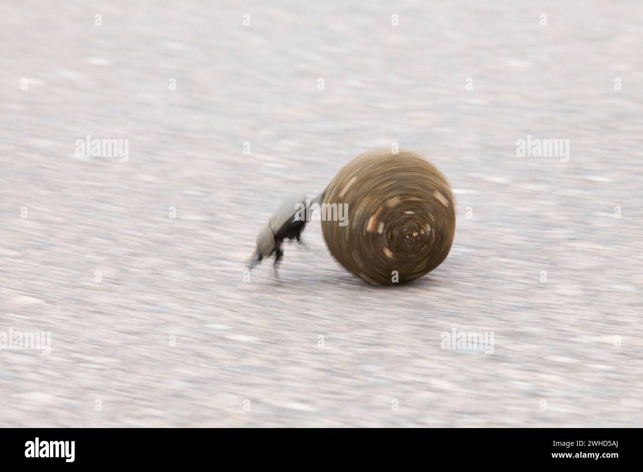 Africa, Dung Beetle, Invertebrate, Kruger National Park, South Africa, Limpopo Province, South Africa, daytime, National Park, nature, no people, safari, tourism, blurred motion, animals in the wild, bush, action, rolling Stock Photo