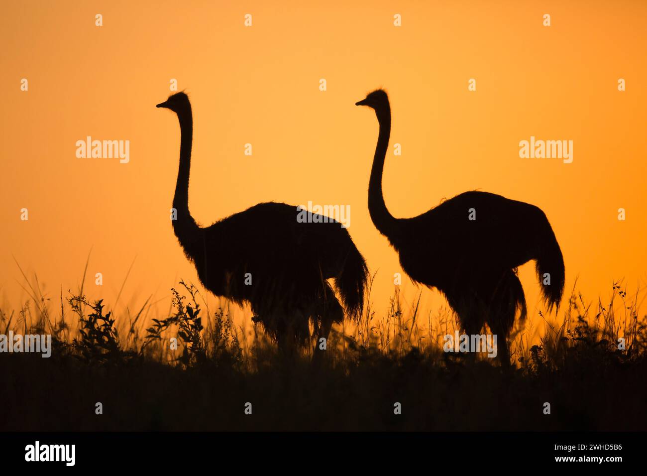 animal Themes, animals in the wild, beauty in nature, bird, bush, daytime, no people, orange background, Ostrich (Struthio camelus), outdoors, silhouette, two animals, copy space, nature, nature reserve, safari, tourism, wildlife, abstract, South Africa, Africa, Gauteng Province, dawn Stock Photo