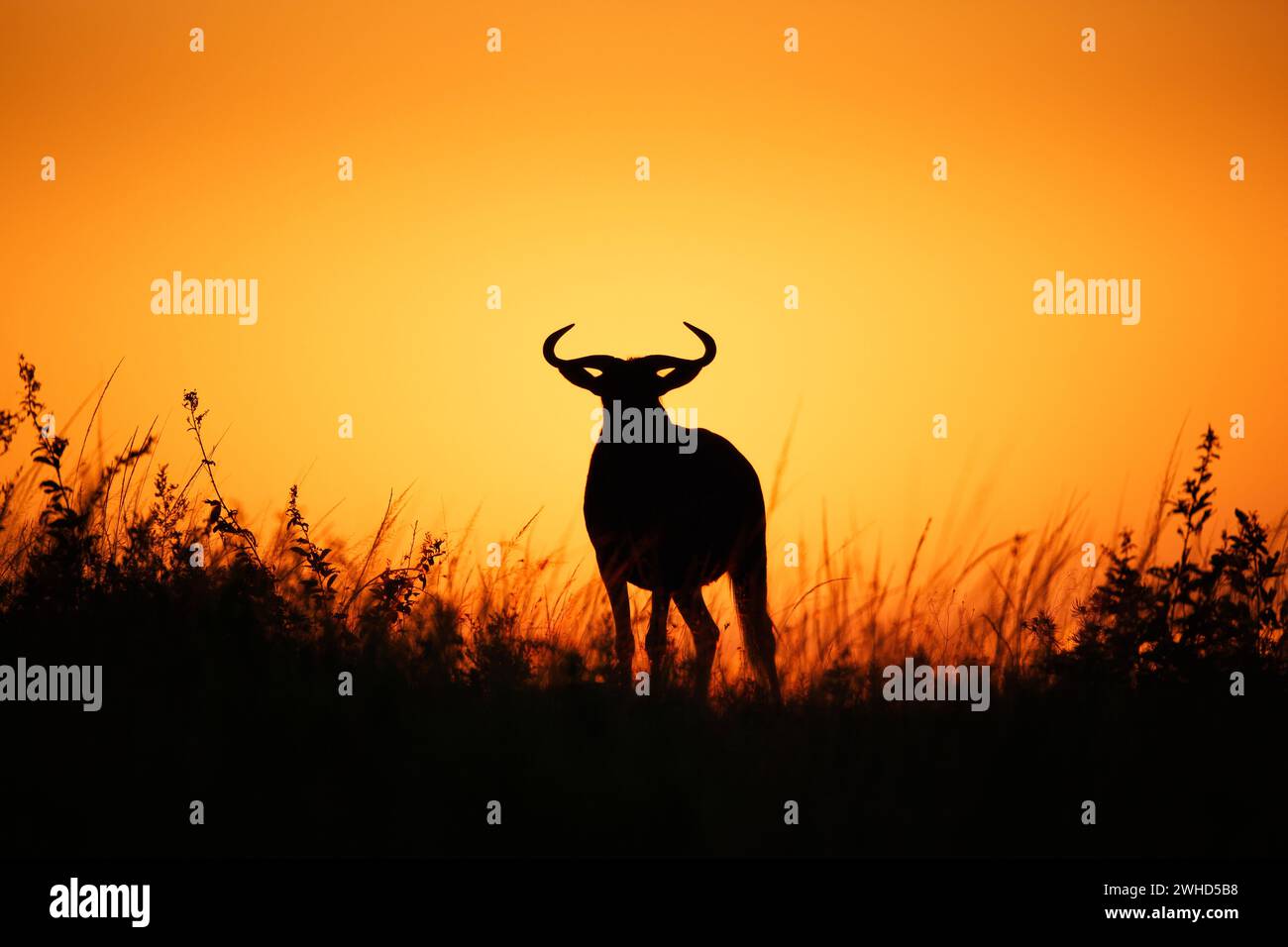 Africa, Blue Wildebeest (Connochaetes taurinus), dawn, South Africa, bush, copy space, daytime, nature, nature reserve, no people, outdoors, safari, tourism, wildlife, abstract, orange background, animals in the wild, Gauteng Province, silhouette Stock Photo