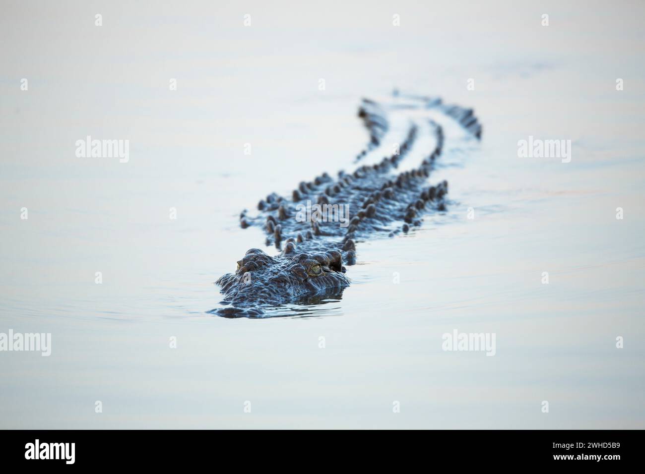 Africa, close-up, Crocodile, daytime, Kruger National Park, South Africa, nature, no people, one animal, outdoors, power in nature, swimming, water, white background, bush, National Park, tourism, safari, dangerous, danger Stock Photo