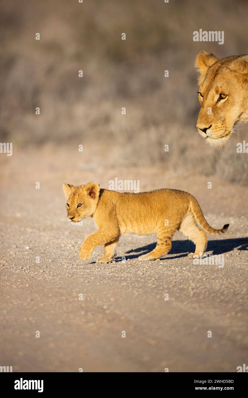 Africa, young animal, Lion (Panthera leo), Northern Cape Province, South Africa, vulnerable species, IUCN Redlist, wildlife, tourism, nature, bush, daytime, no people, outdoors, safari, young animals, cute, animals in the wild, Kgalagadi Transfrontier Park Stock Photo
