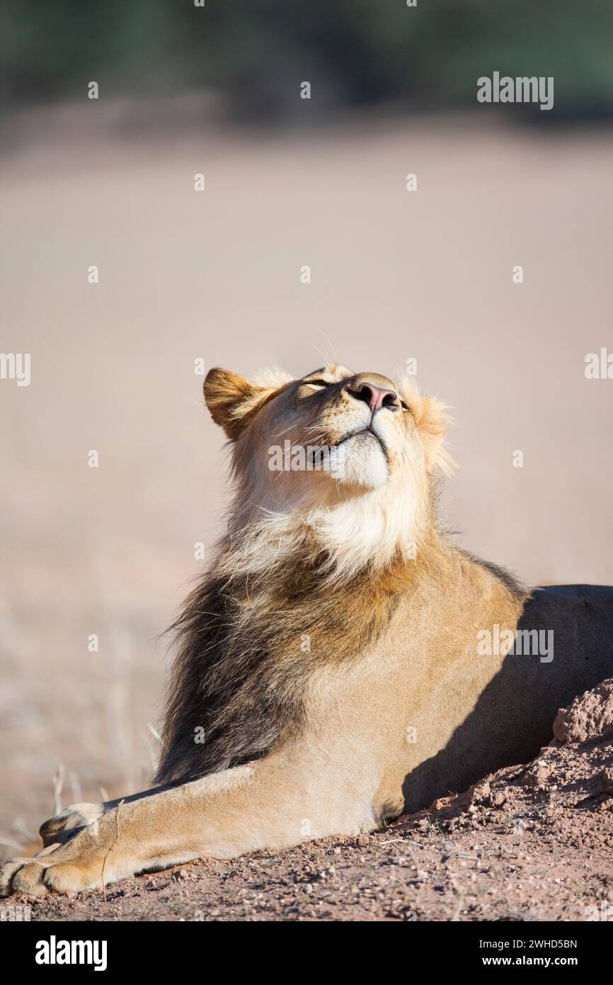 Africa, Lion (Panthera leo), Northern Cape Province, South Africa, vulnerable species, IUCN Redlist, bush, daytime, endangered, National Park, no people, outdoors, safari, tourism, wildlife, alert, curious, looking, looking up, Big 5, animals in the wild, copy space, looking back Stock Photo