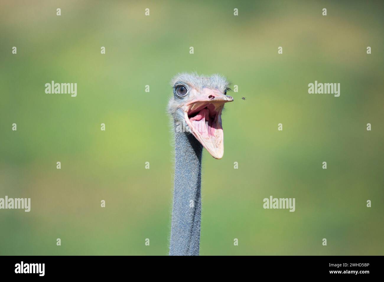Africa, animal Head, bird, close-up, daytime, Eye, green background, Humour, nature, no people, Northern Cape Province, Ostrich (Struthio camelus), South Africa, wildlife, bush, tourism, safari, National Park, front view, animals in the wild, Yawning, Surprise Stock Photo