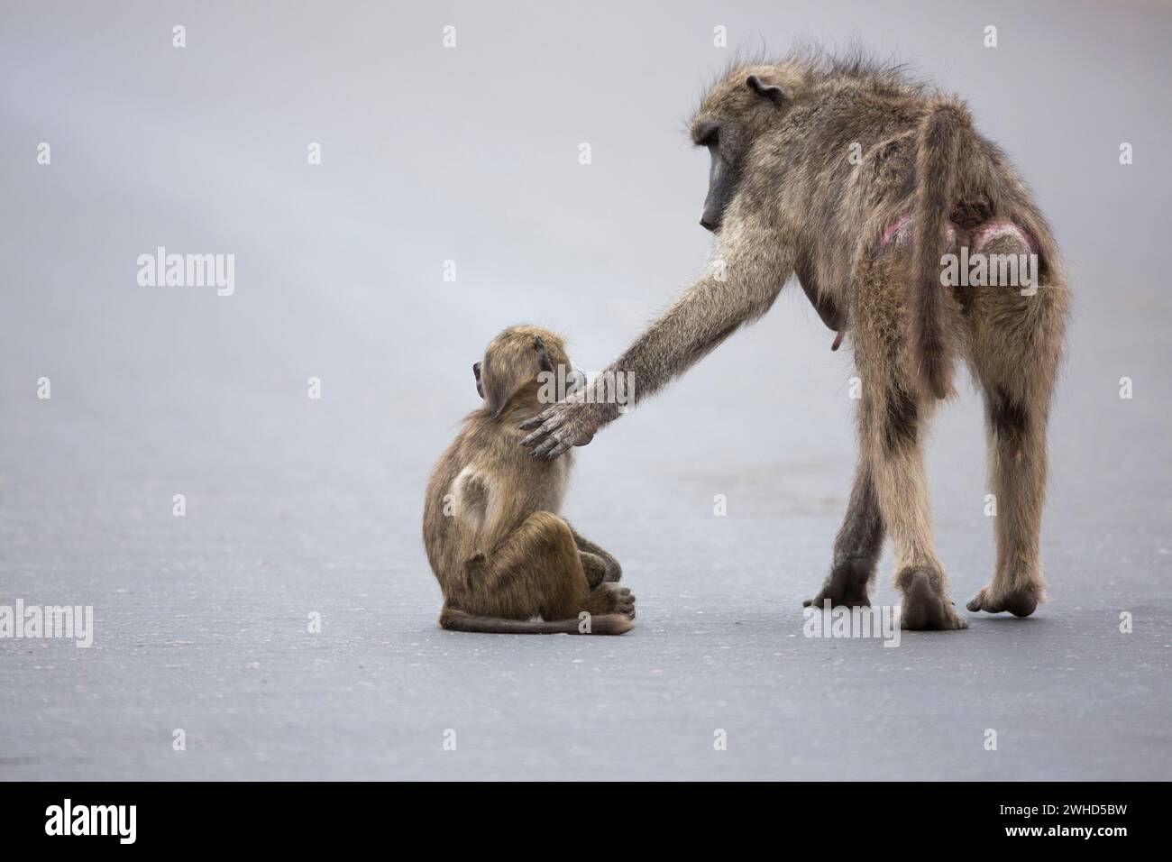Africa, young animal, Chacma baboon (Papio ursinus), Kruger National Park, South Africa, Limpopo Province, South Africa, wildlife, tourism, nature, bush, daytime, no people, outdoors, safari, young animals, cute, animals in the wild, playing, Humour Stock Photo