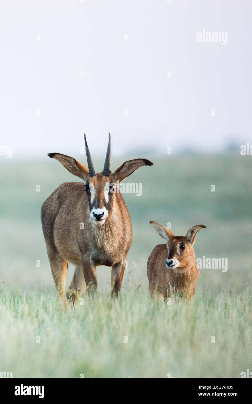 Africa, young animal, Mokala National Park, Northern Cape Province, Roan Antelope (Hippotragus equinus), South Africa, safari, outdoors, no people, daytime, bush, nature, tourism, wildlife, young animals, cute, animals in the wild, Big 5 animal, Antelope, Nature Reserve Stock Photo