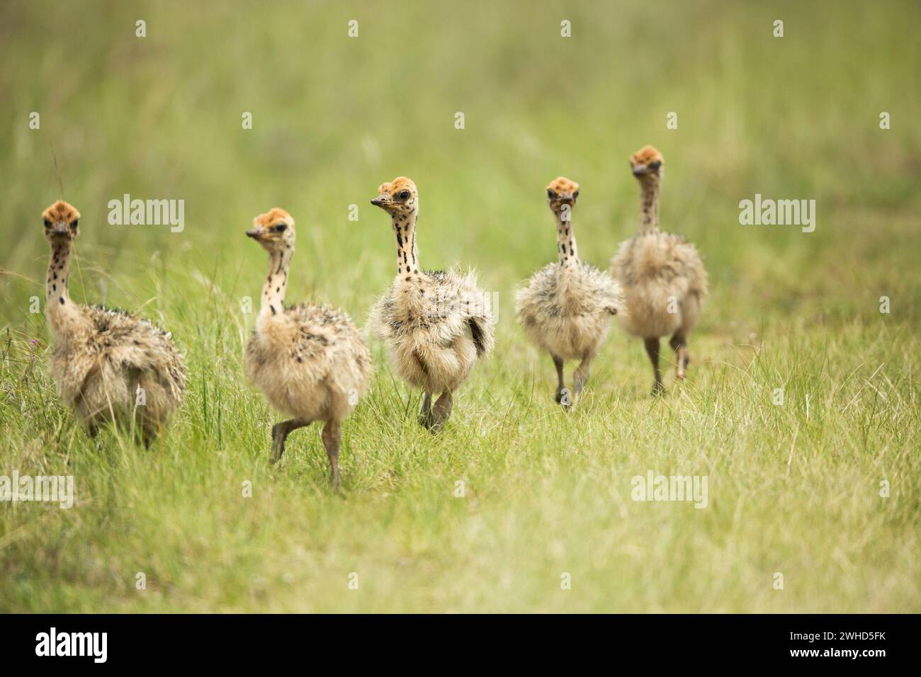 Africa, young animal, Gauteng Province, Ostrich (Struthio camelus