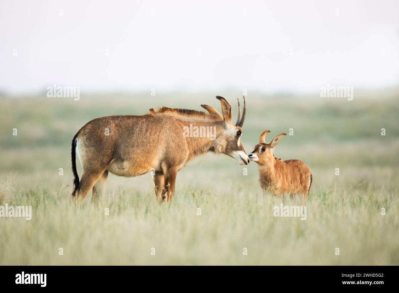 Africa, young animal, Mokala National Park, Northern Cape Province, Roan Antelope (Hippotragus equinus), South Africa, safari, outdoors, no people, daytime, bush, nature, tourism, wildlife, young animals, cute, animals in the wild, Big 5 animal, Antelope, interaction, Nature Reserve Stock Photo