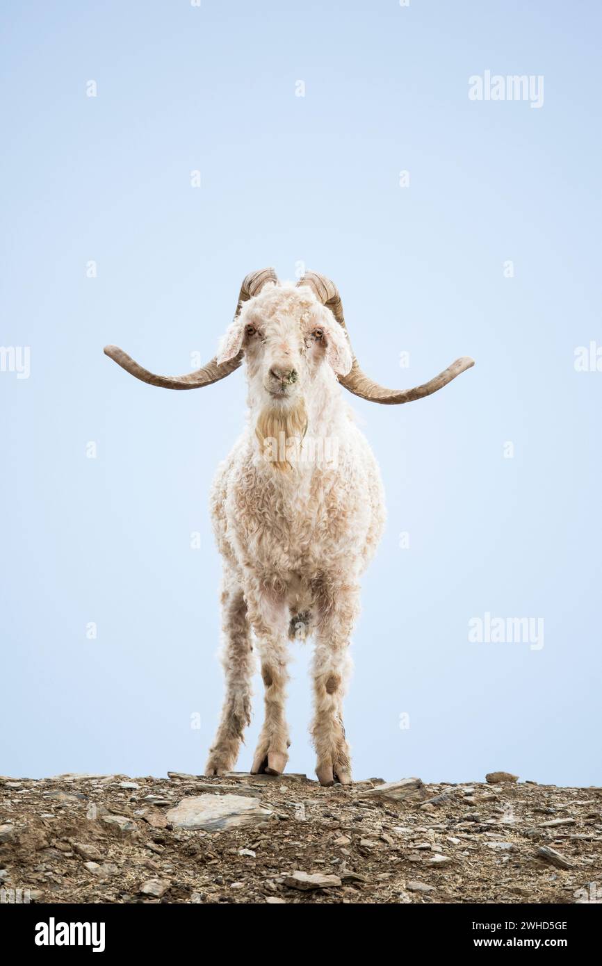 Africa, Angora Goat, Little Karoo, South Africa, Western Cape Province, copy space, daytime, no people, outdoors, front view, close-up, curious, looking, domestic animal, agriculture, farm, horns Stock Photo