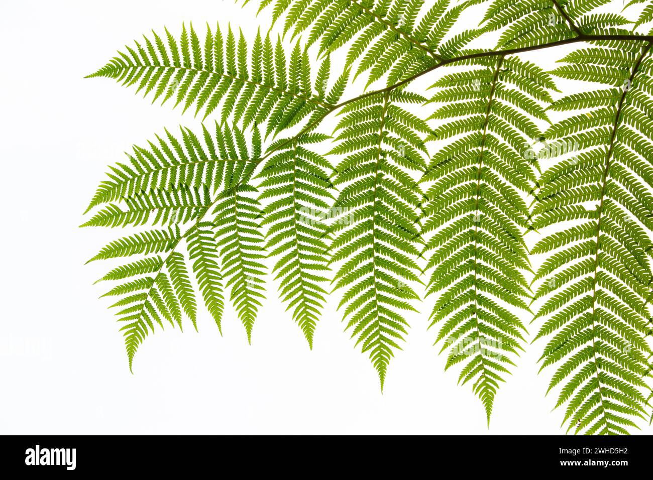 Africa, fern, forest, Garden Route, Garden Route National Park, Hi-Key, South Africa, Western Cape Province, wilderness, nature, National Park, no people, outdoors, abstract, white background, bracken Stock Photo