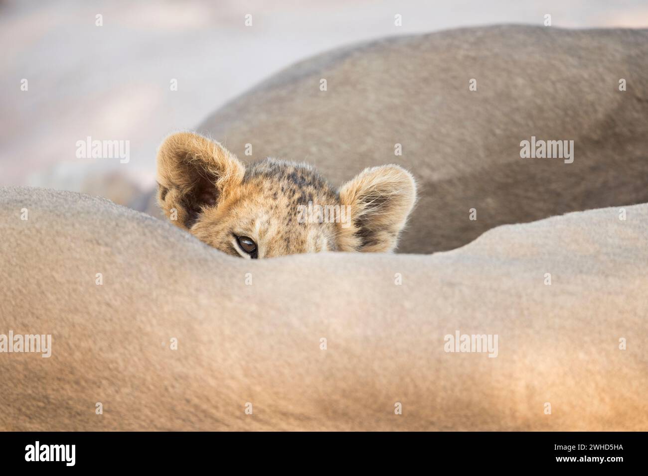 Africa, young animal, Kgalagadi Transfrontier Park, Lion (Panthera leo), Northern Cape Province, vulnerable species, IUCN Redlist, bush, daytime, nature, outdoors, no people, tourism, safari, wildlife, young animals, cute, animals in the wild, National Park, orange background, desert, peeping Stock Photo