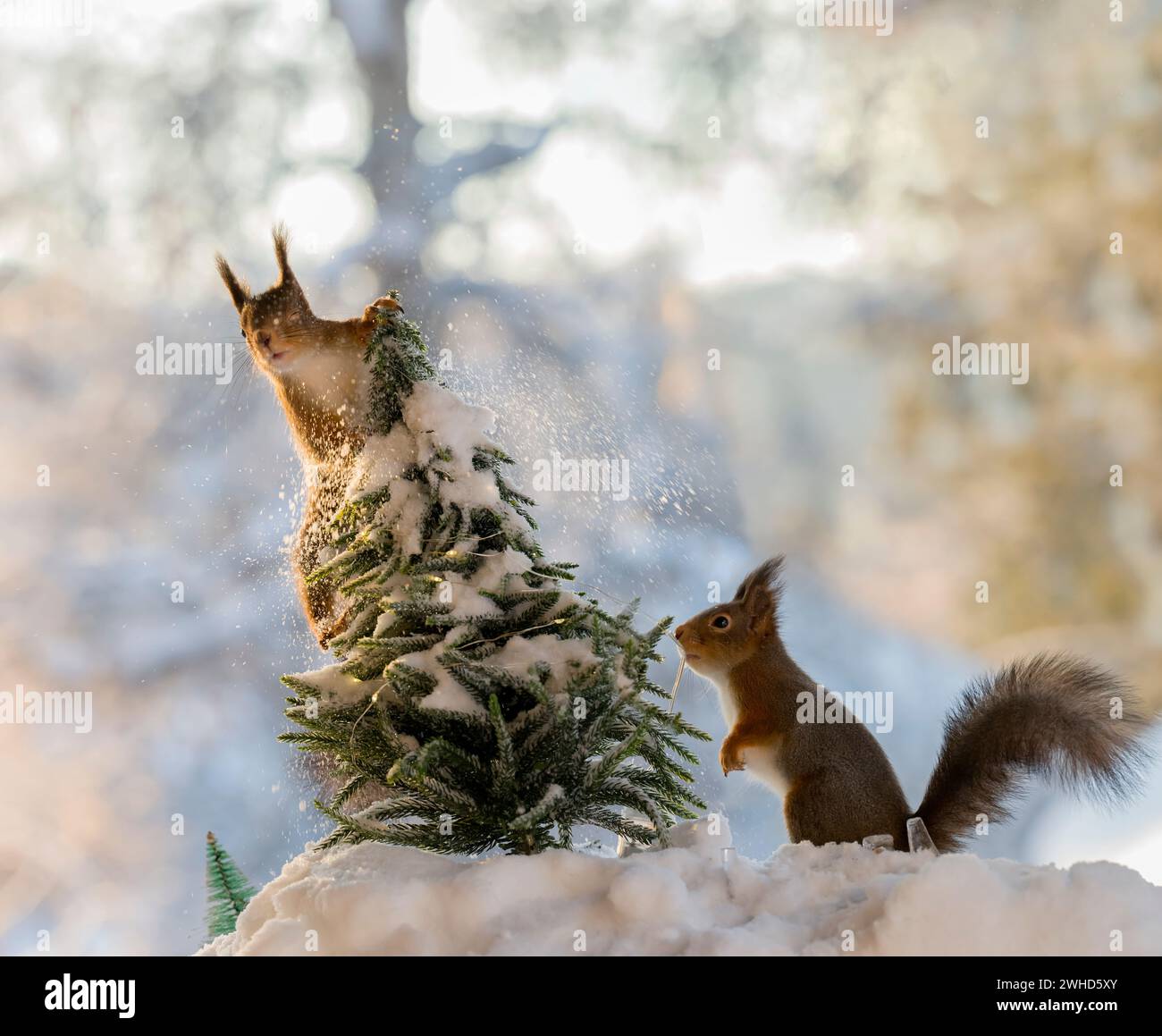Red squirrel is climbing in a tree, another squirrel watching Stock Photo