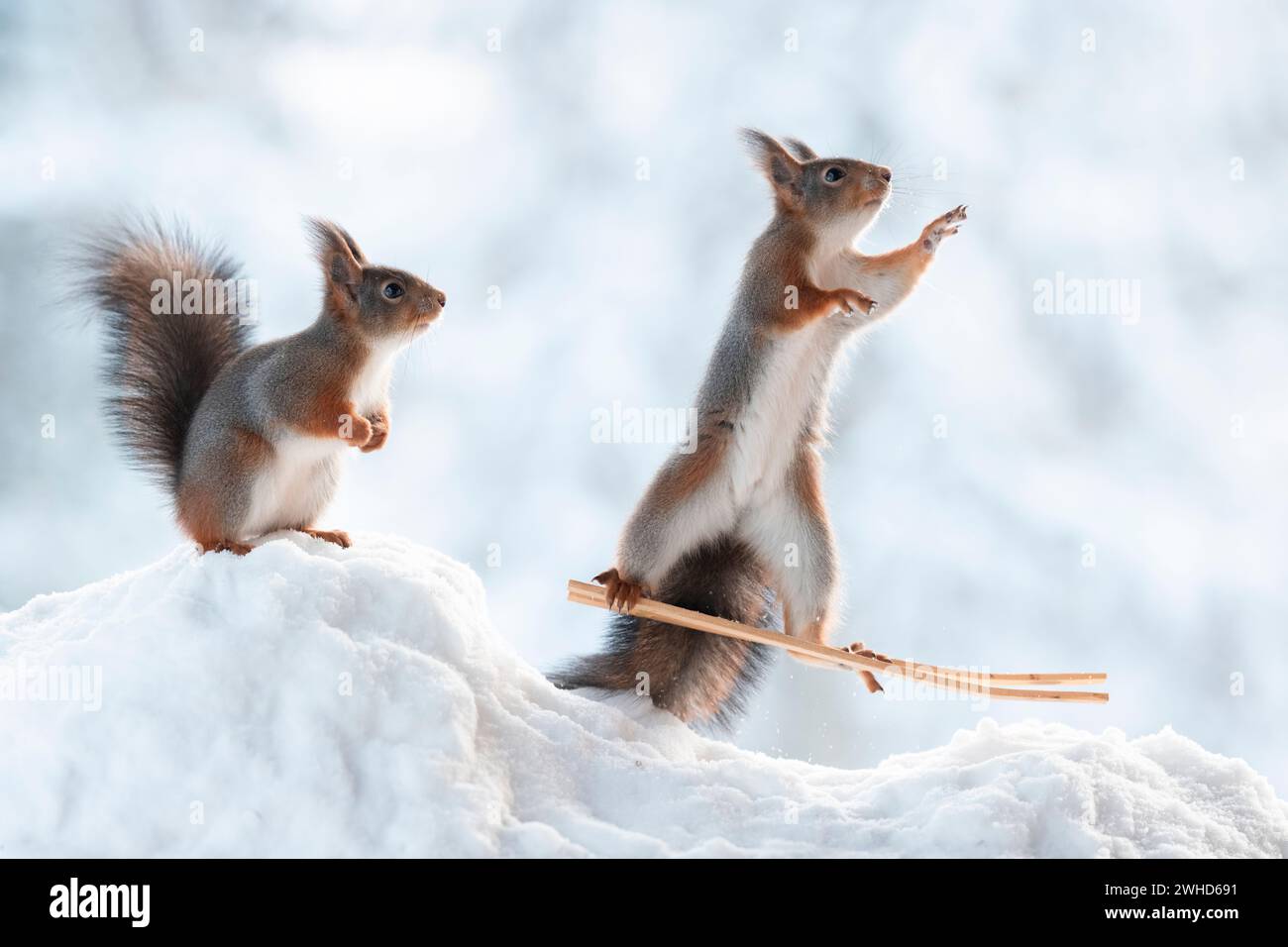 Red squirrel on skis in snow with spectator Stock Photo