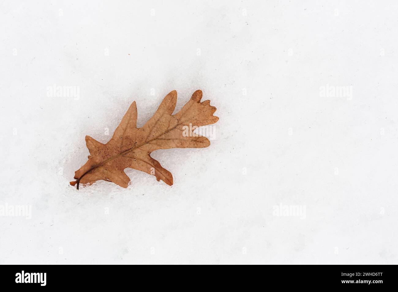 Single dry oak leaf on cold white snow Stock Photo