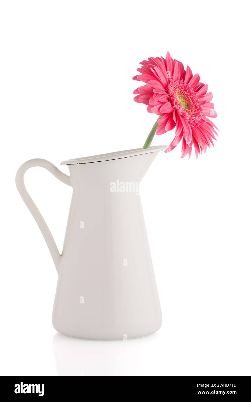 Pink gerbera daisy flower Stock Photo