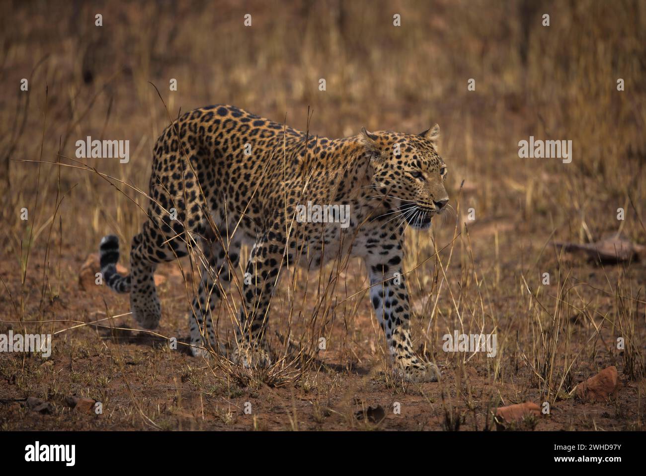 Indian Leopard, Panthera pardus fusca, female, Panna Tiger Reserve ...