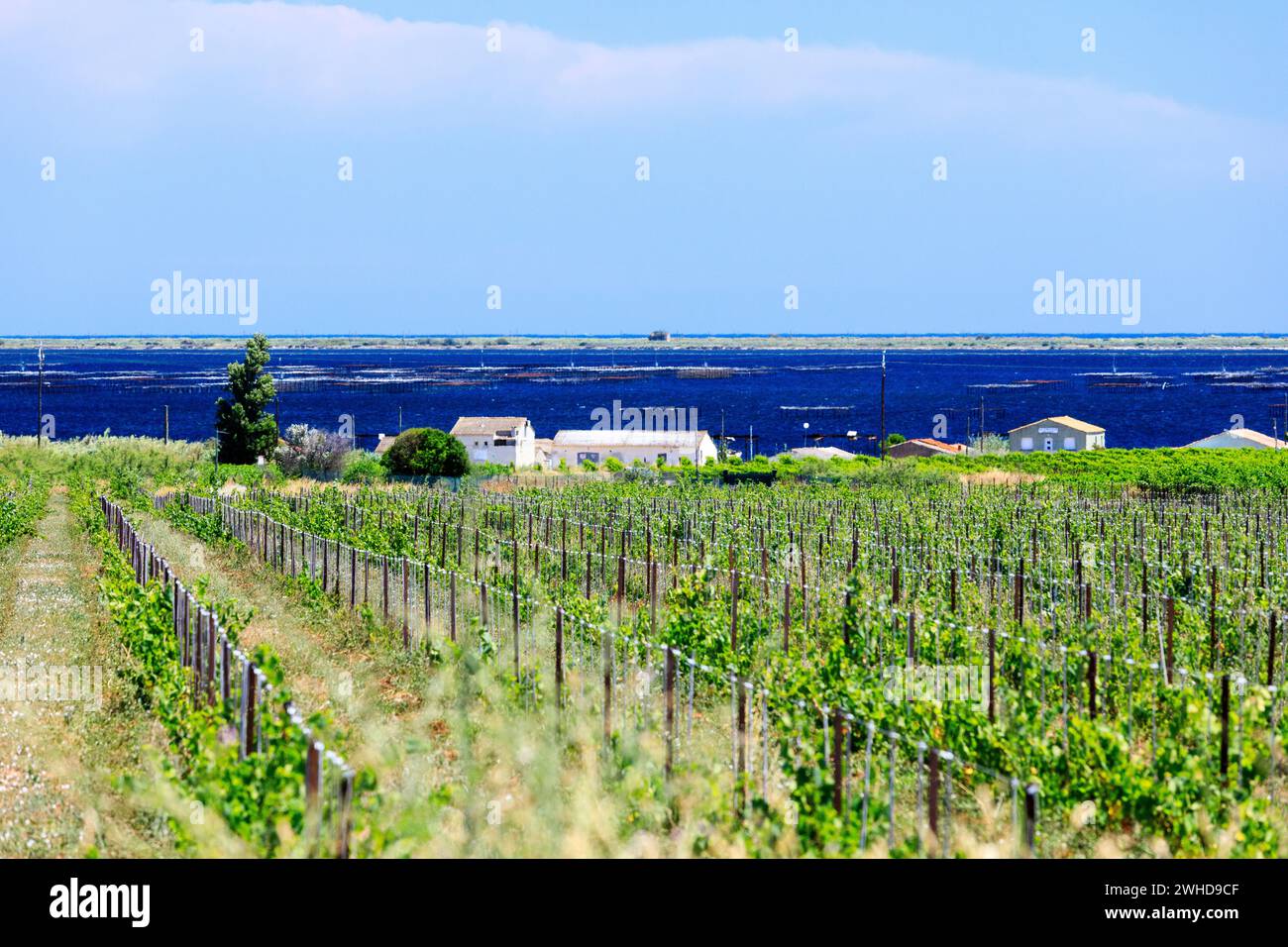 Meze Vineyard, France Stock Photo