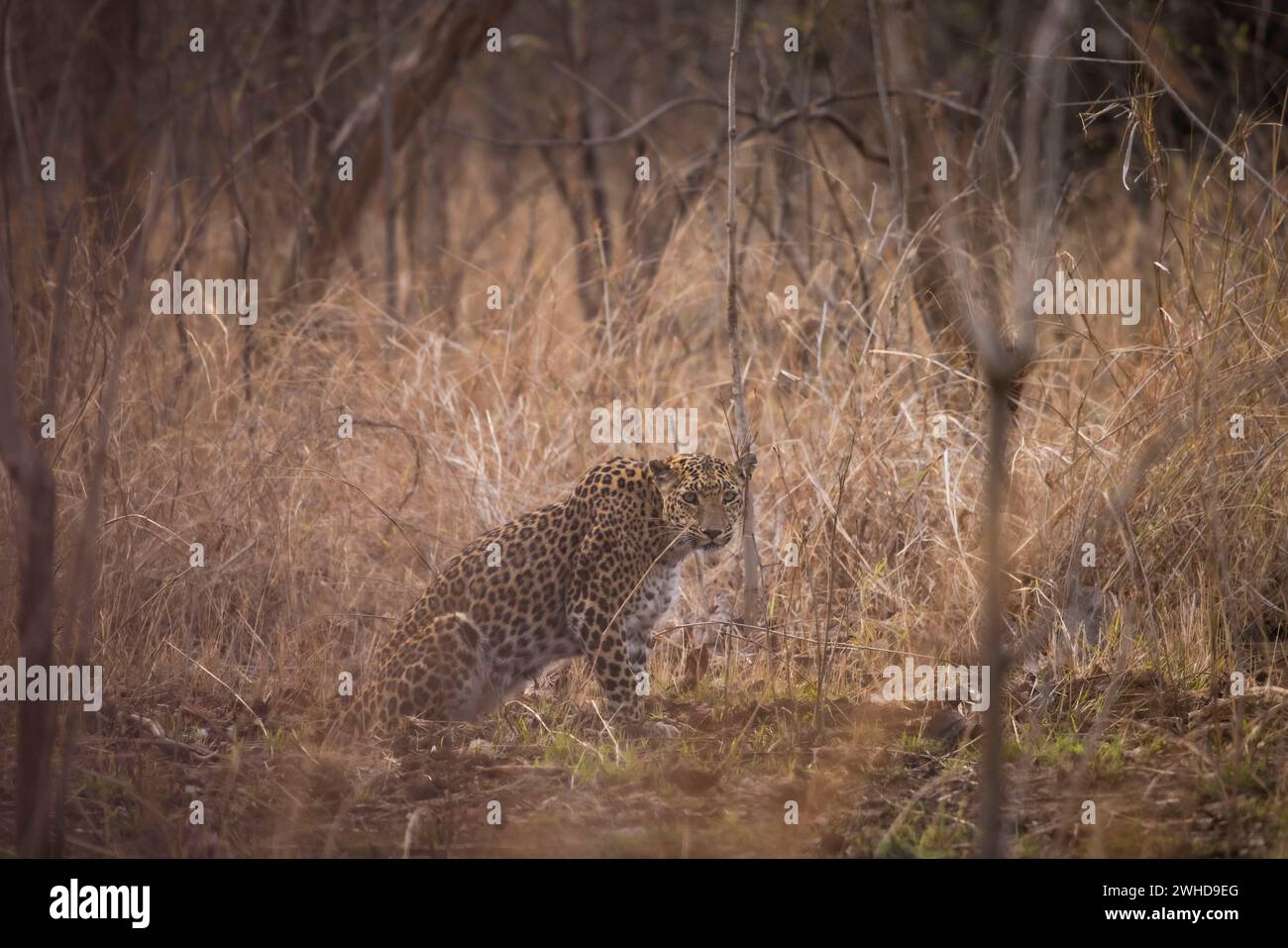 Indian Leopard, Panthera pardus fusca, female, Panna Tiger Reserve ...