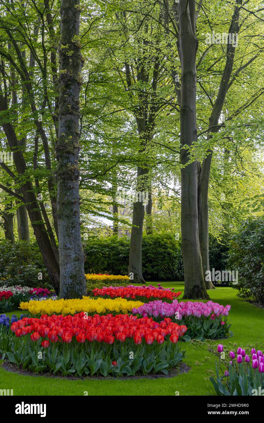 Keukenhof flower garden - largest tulip park in world, Lisse ...