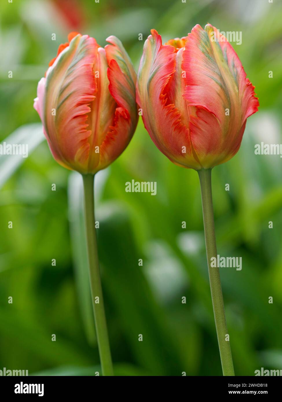 Tulip, garden tulip, Tulipa gesneriana Stock Photo