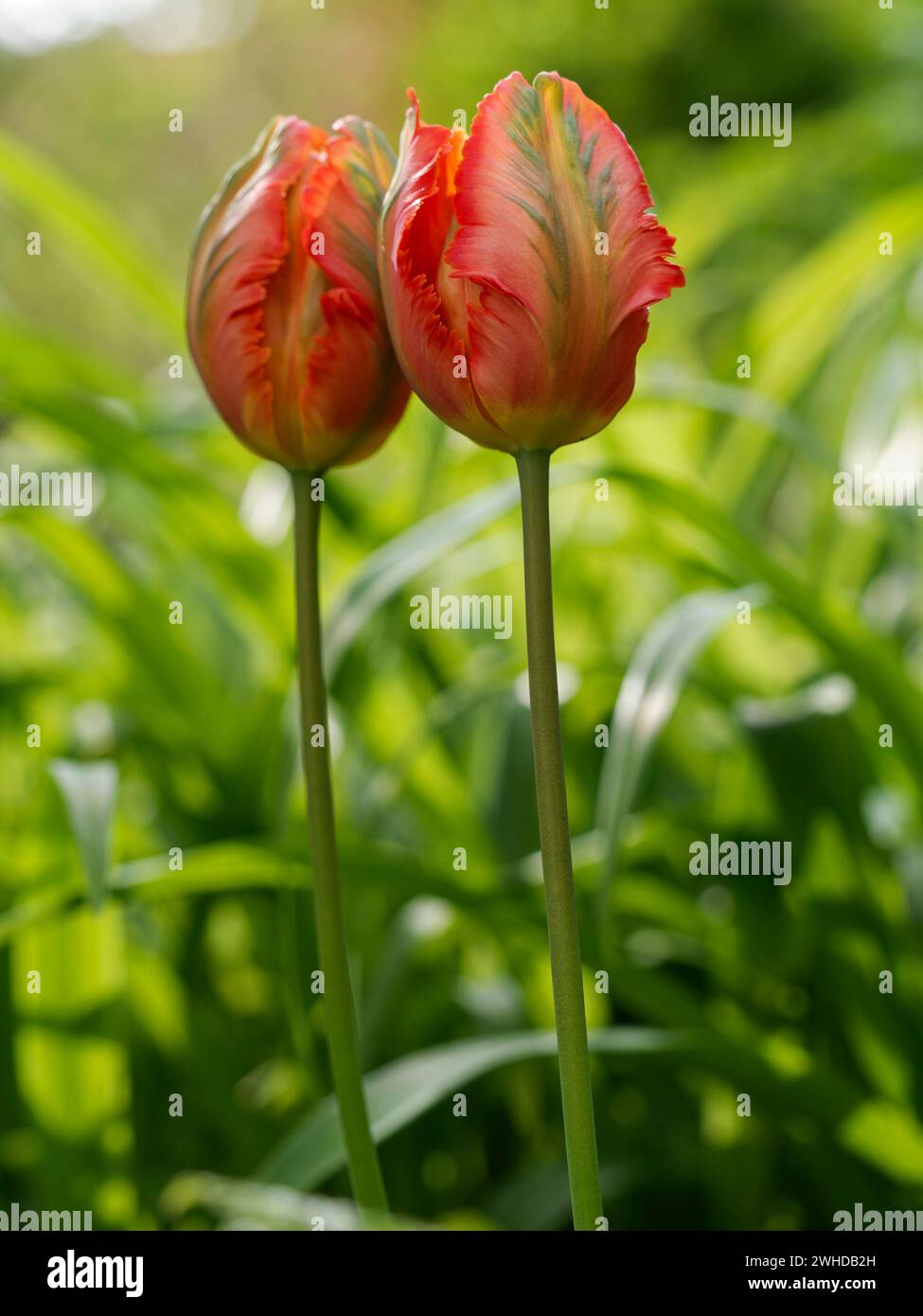 Tulip, garden tulip, Tulipa gesneriana Stock Photo