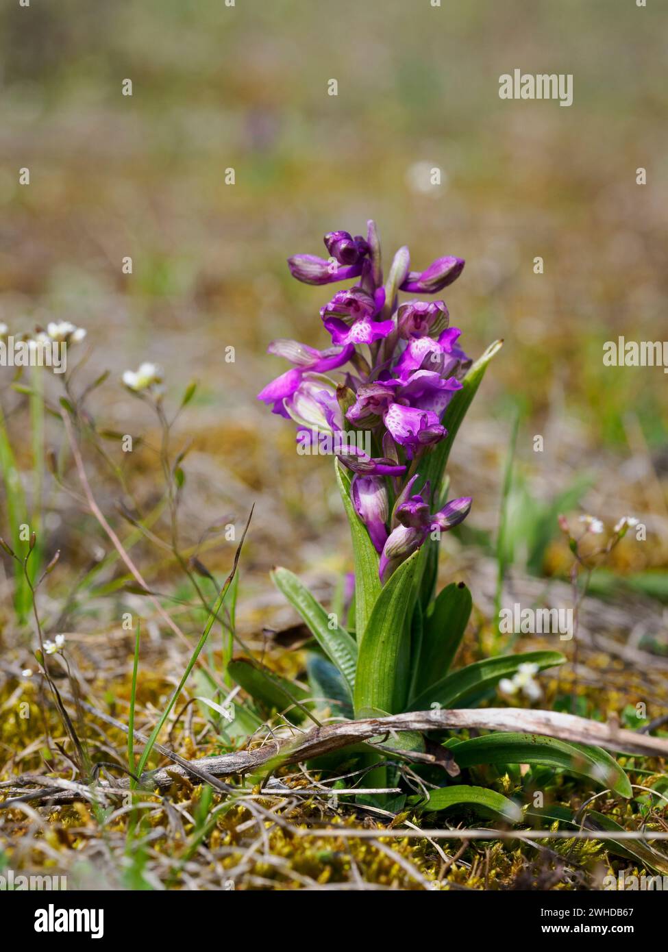 green-veined orchid, Anacamptis morio, Orchis morio Stock Photo