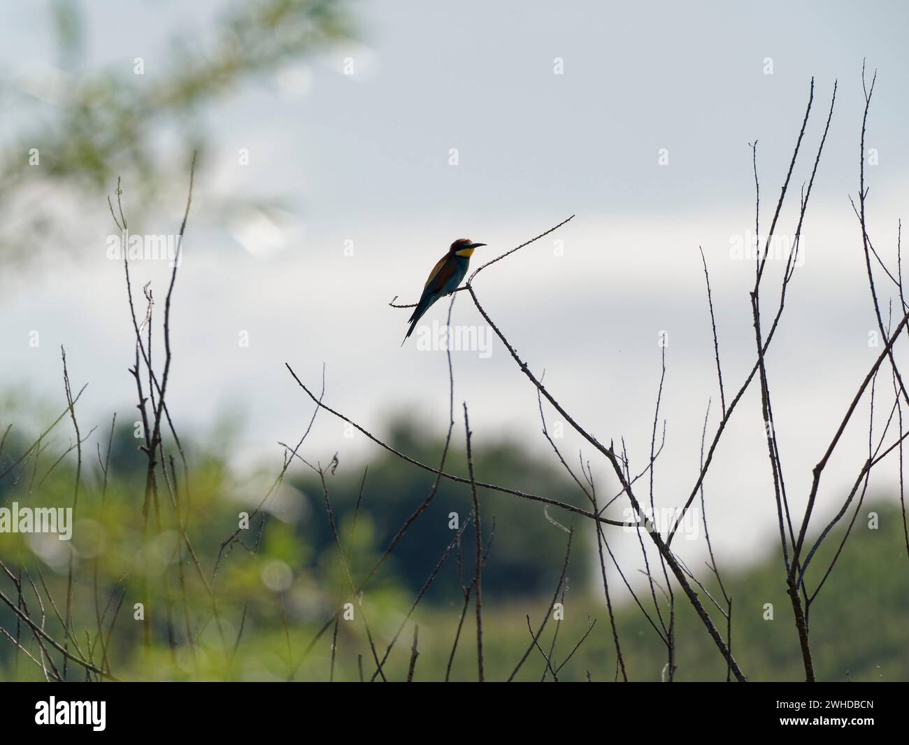 European bee-eater, bee-eater, Merops apiaster Stock Photo