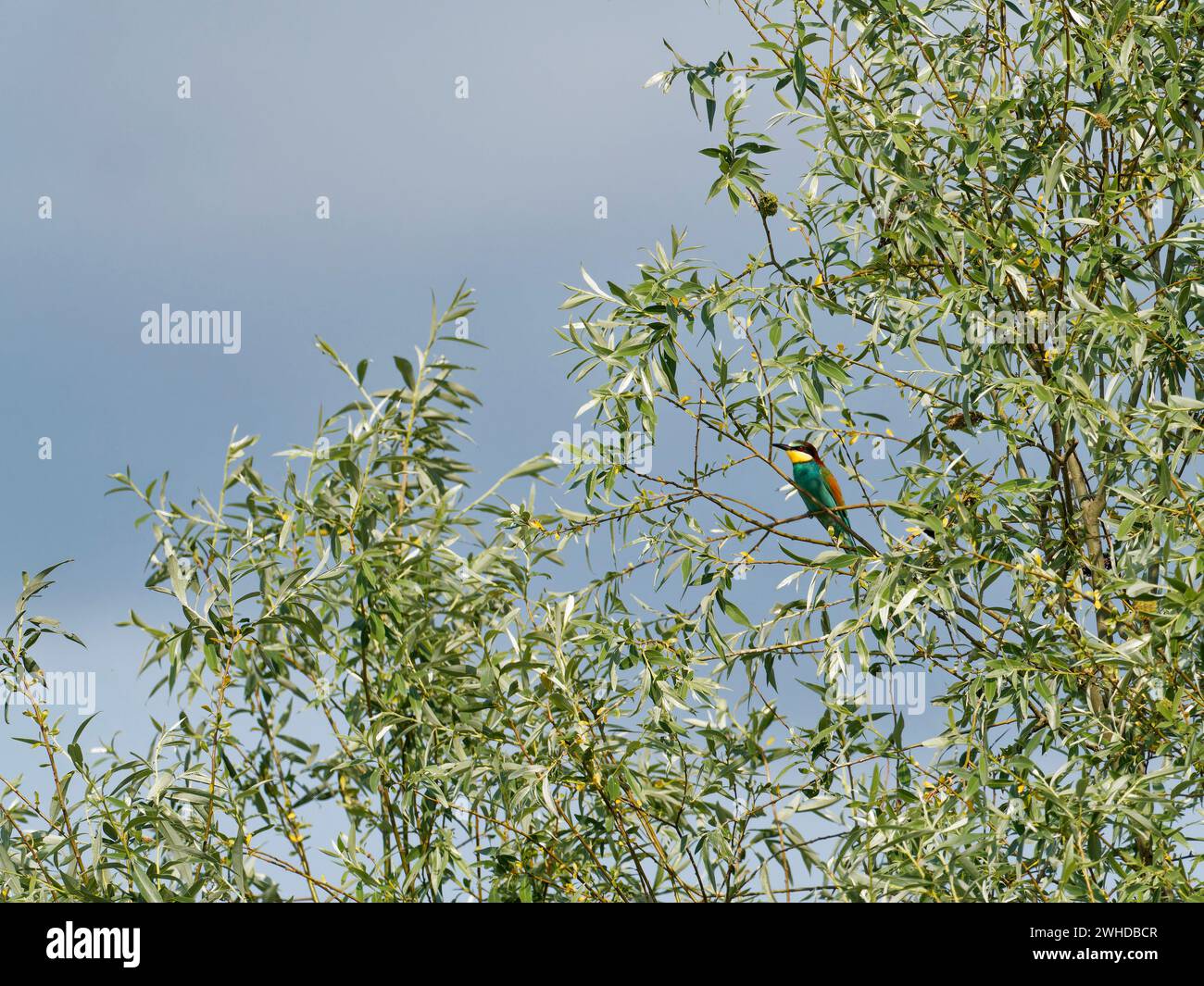 European bee-eater, bee-eater, Merops apiaster Stock Photo