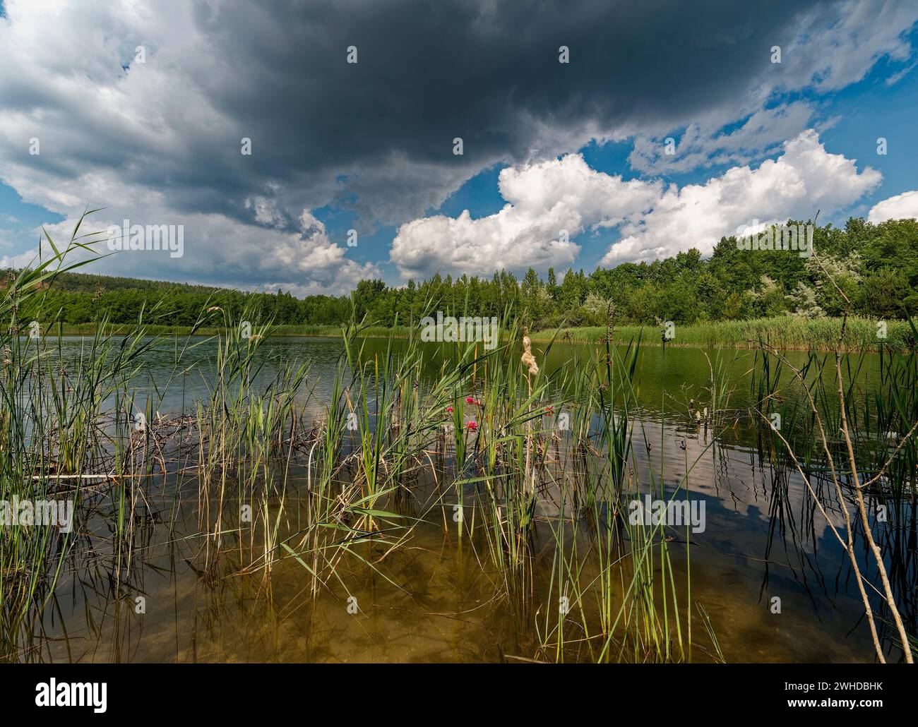 Landscape and nature at Geiseltalsee, a former open-cast mine near