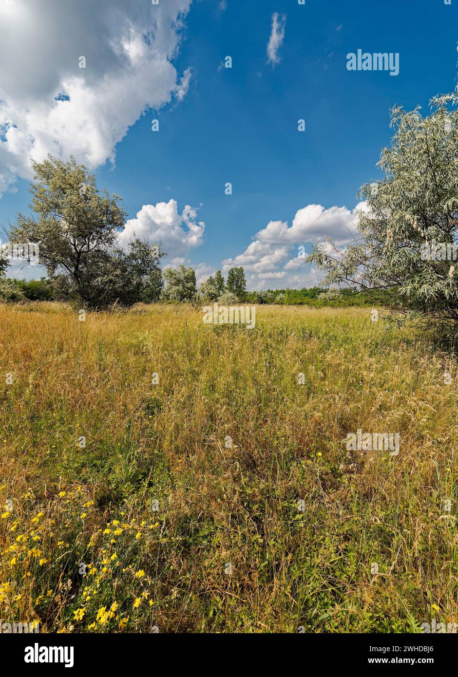 Landscape and nature at Geiseltalsee, a former open-cast mine near