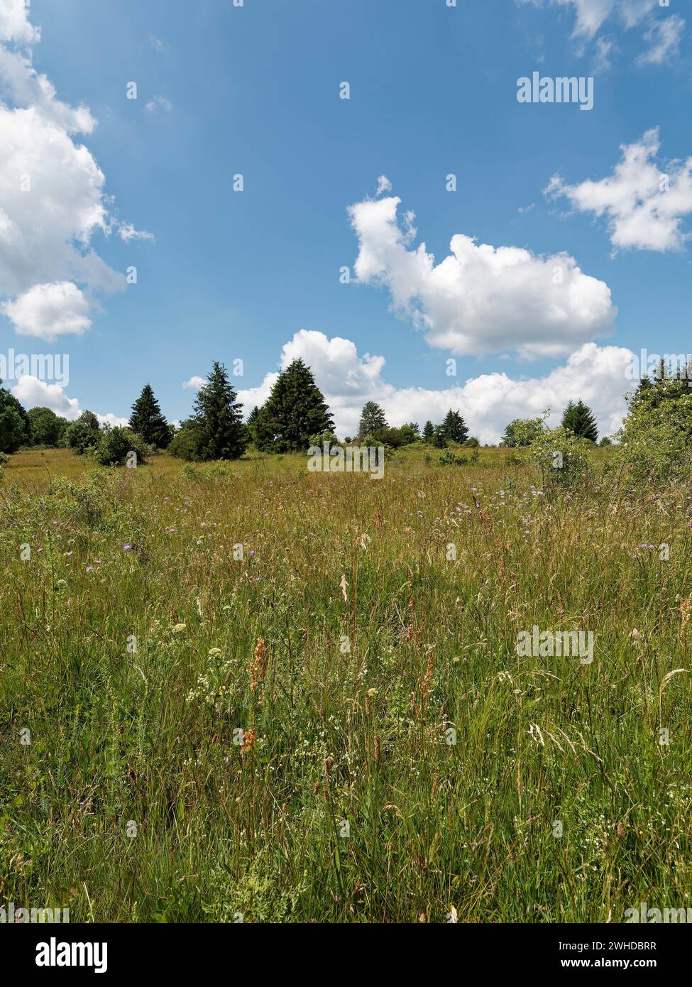 Landscape in the 'Hohe Rhön' nature reserve between Basaltsee and Heidelstein, Rhön Biosphere Reserve, Lower Franconia, Franconia, Bavaria, Germany Stock Photo