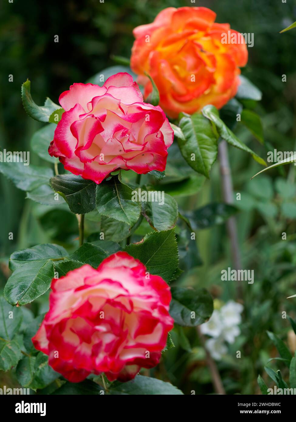 Rose petals in the morning light hi-res stock photography and images ...