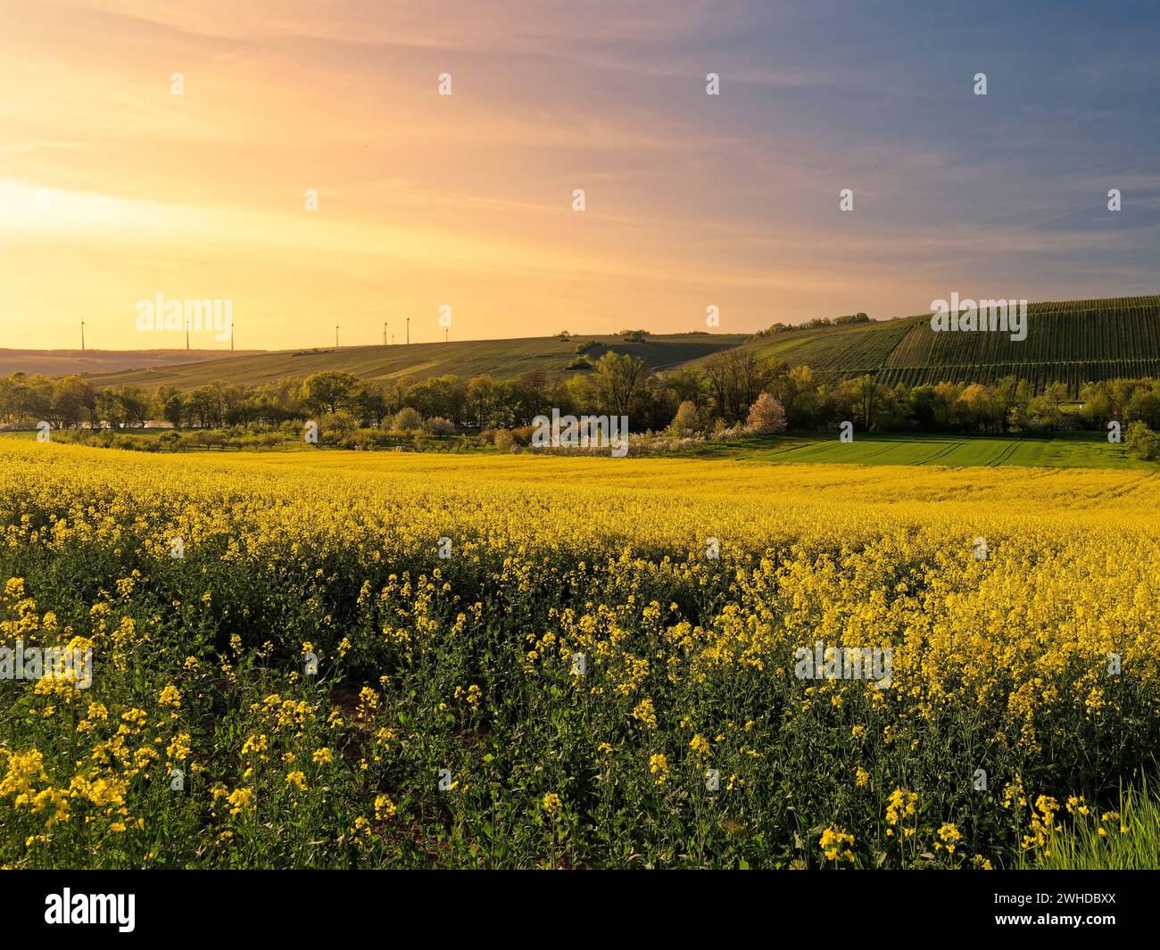 The Main meadow between Fahr am Main and Volkach at the Volkacher Mainschleife in the evening light, district of Kitzingen, Lower Franconia, Bavaria, Germany Stock Photo