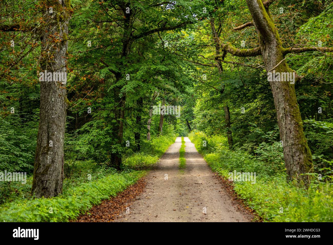 Europe, Poland, Warmian-Masurian Voivodeship, Puszcza Romincka / Romincka Forest Stock Photo