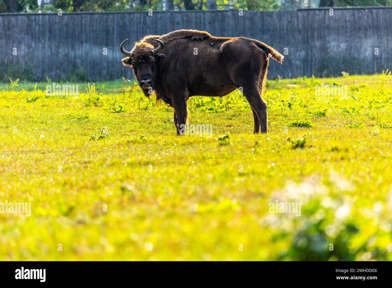 Europe, Poland, Warmian-Masurian Voivodeship, Puszcza Borecka / Borecka Forest, Zagroda zubrow in Wolisko / The bison's farm in Wolisko Stock Photo