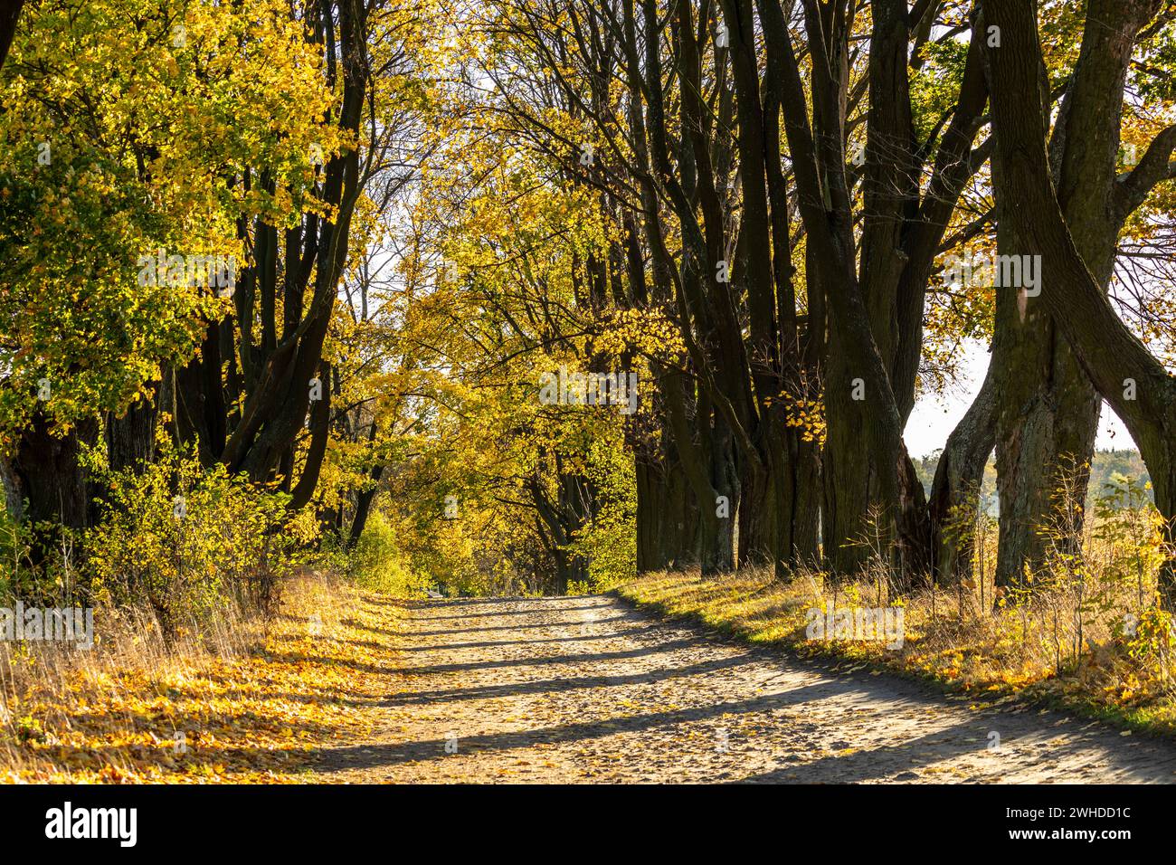 Europe, Poland, Silesian Voivodeship, avenue of maple trees, Zloty Potok, Aleja klonowa Stock Photo