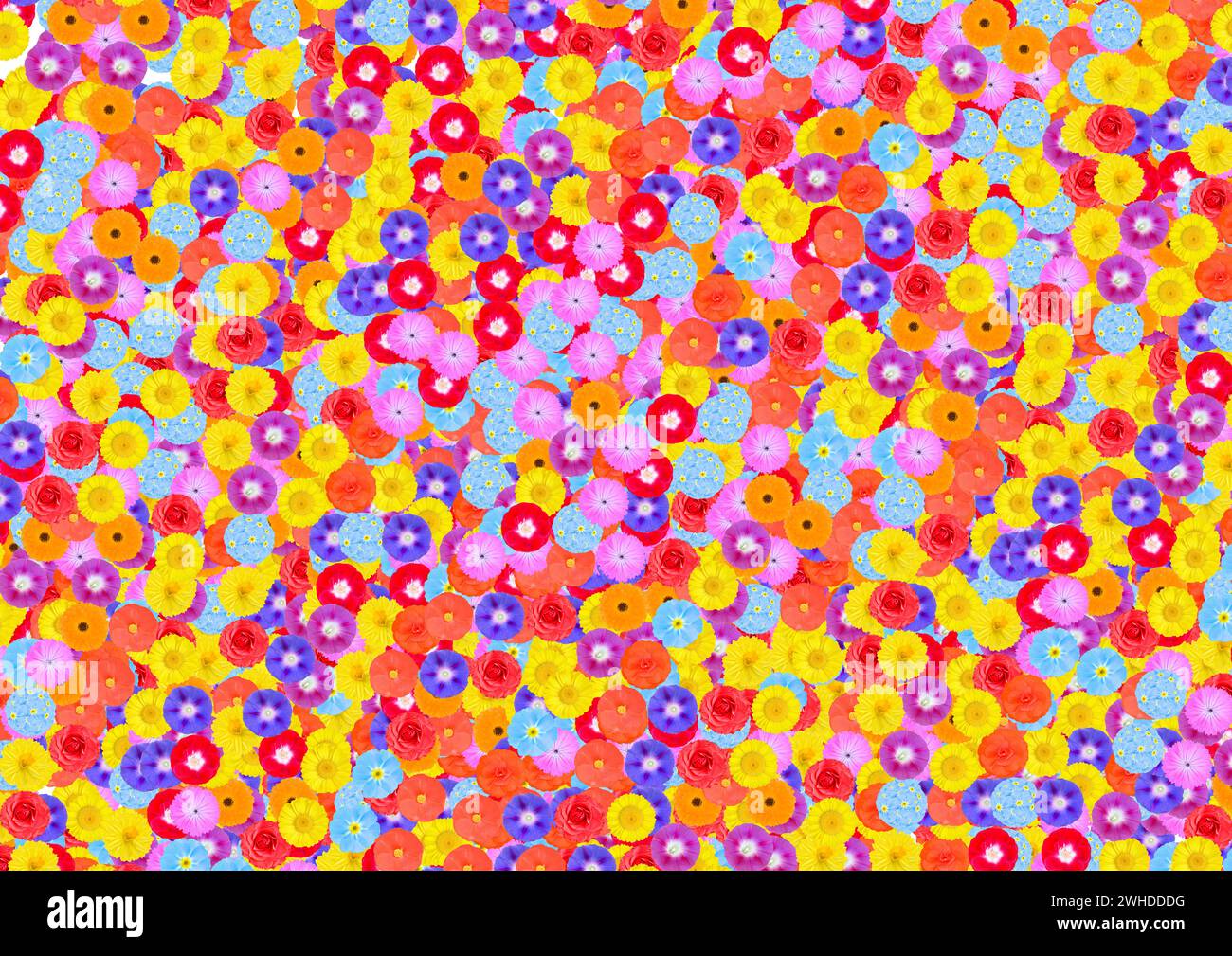 Illustration various flowers hi-res stock photography and images - Alamy
