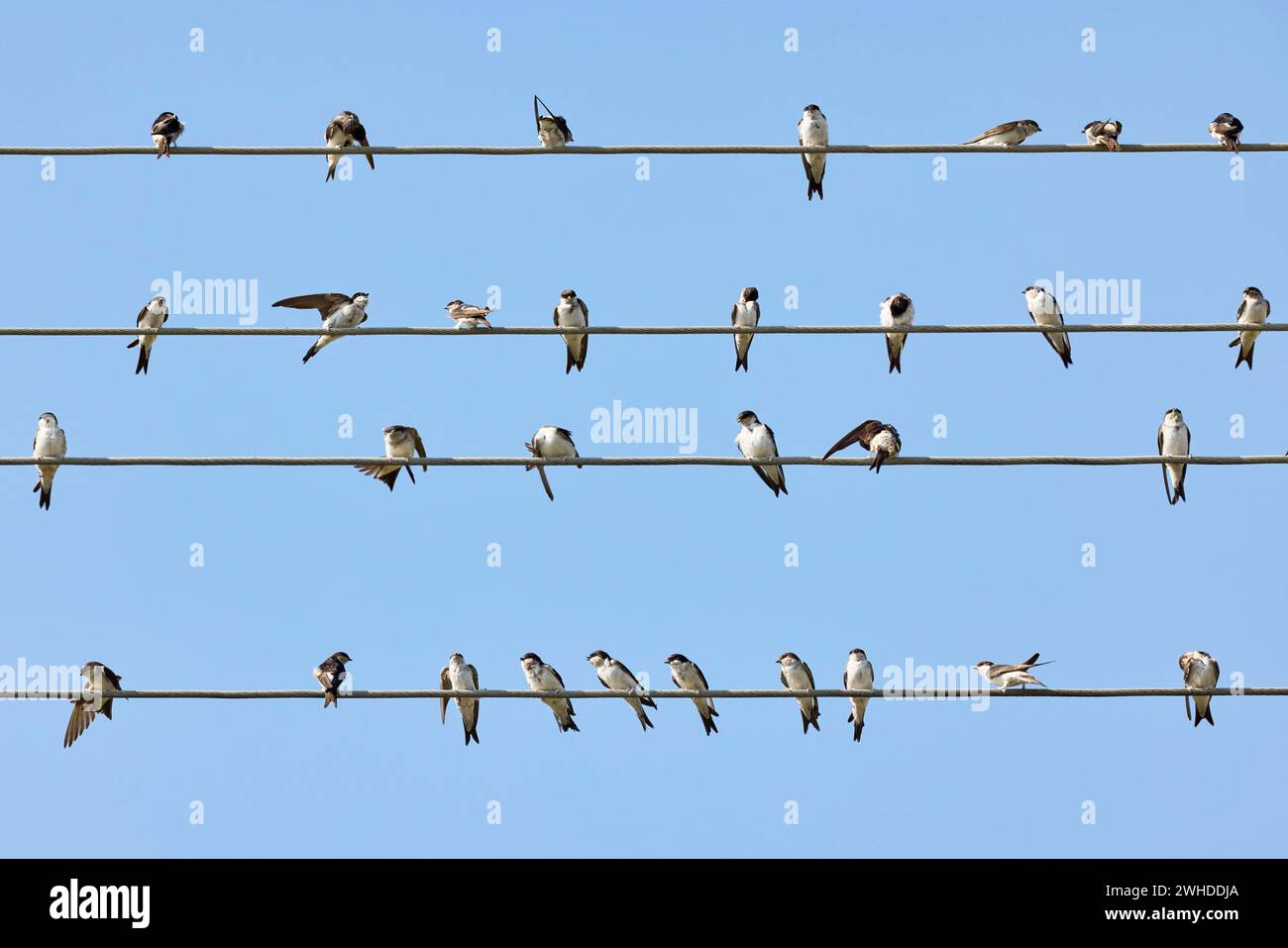 Swallows, house martins, Delichon urbicum, highvoltage power line