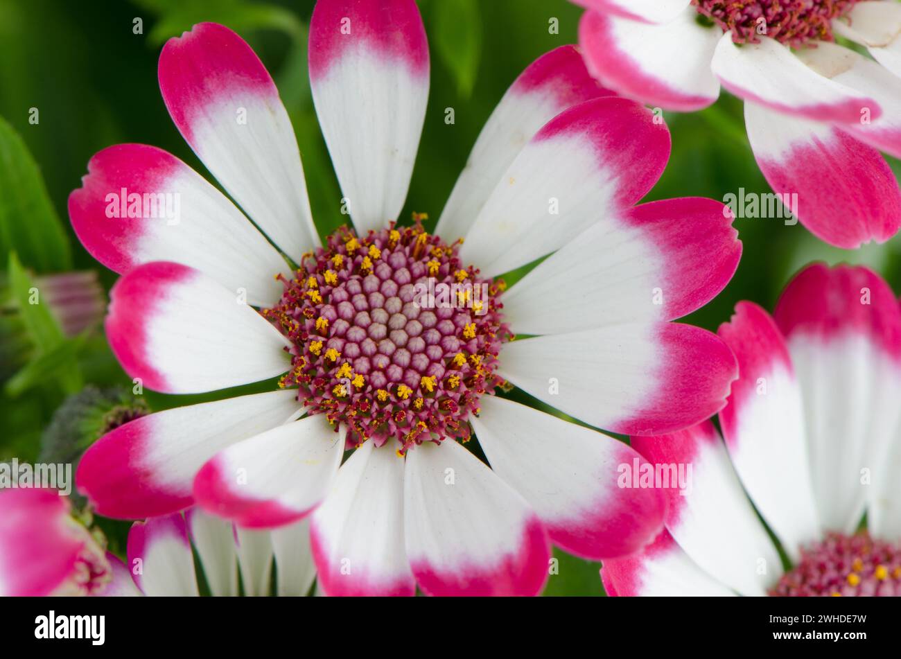 Pink grass flowers hi-res stock photography and images - Alamy