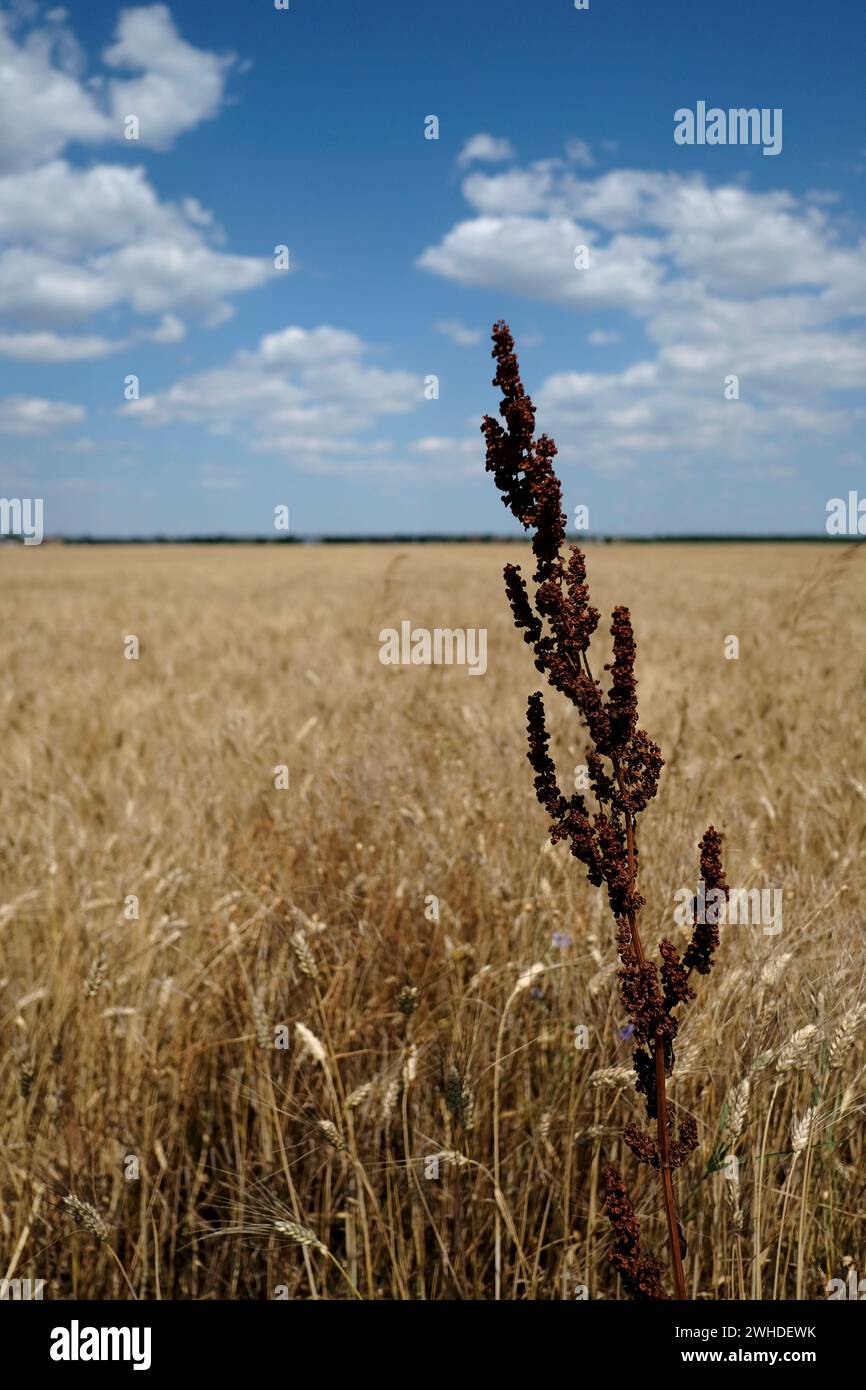Grain field weed hi-res stock photography and images - Alamy