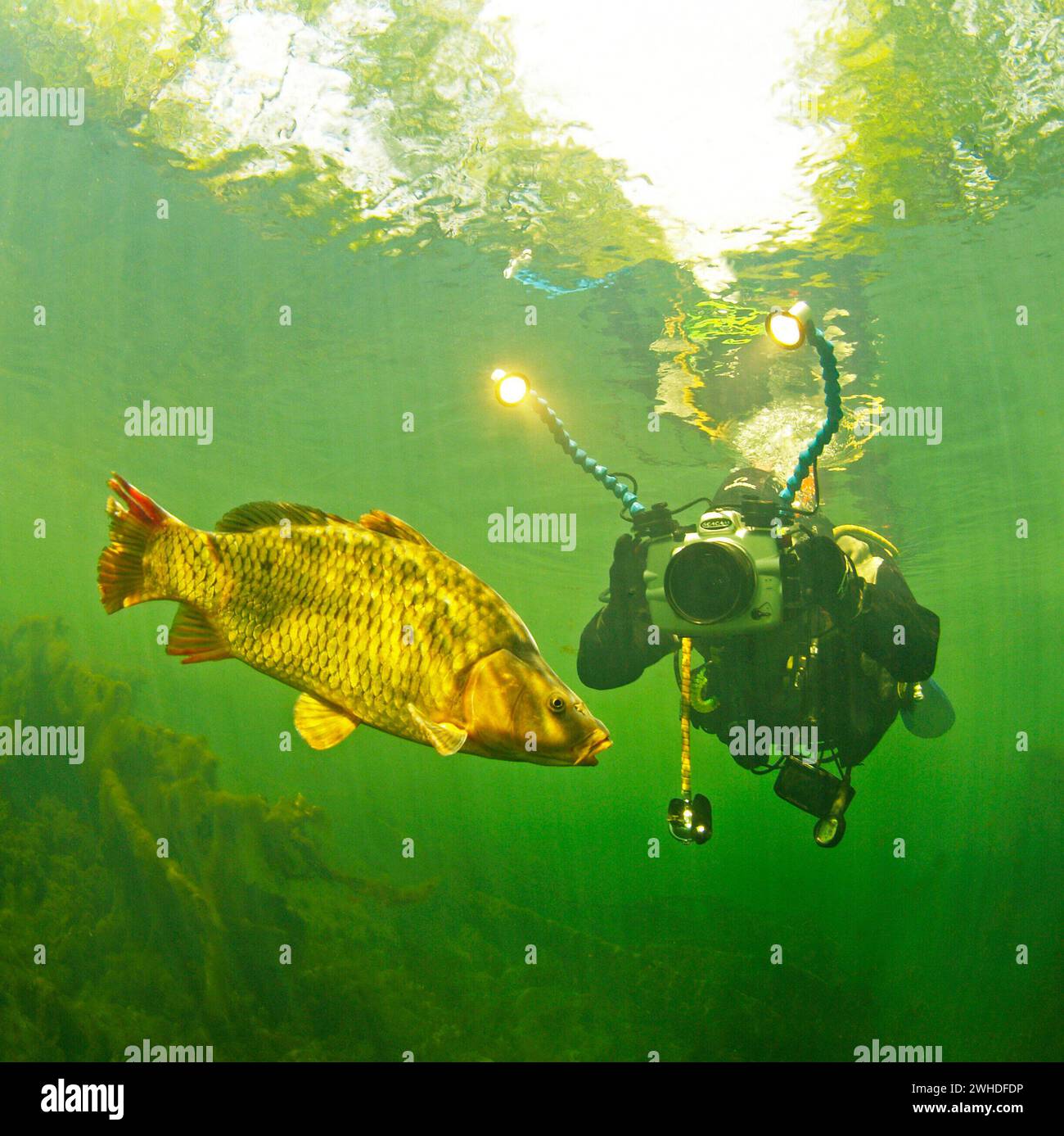 Diving photographs hires stock photography and images Alamy