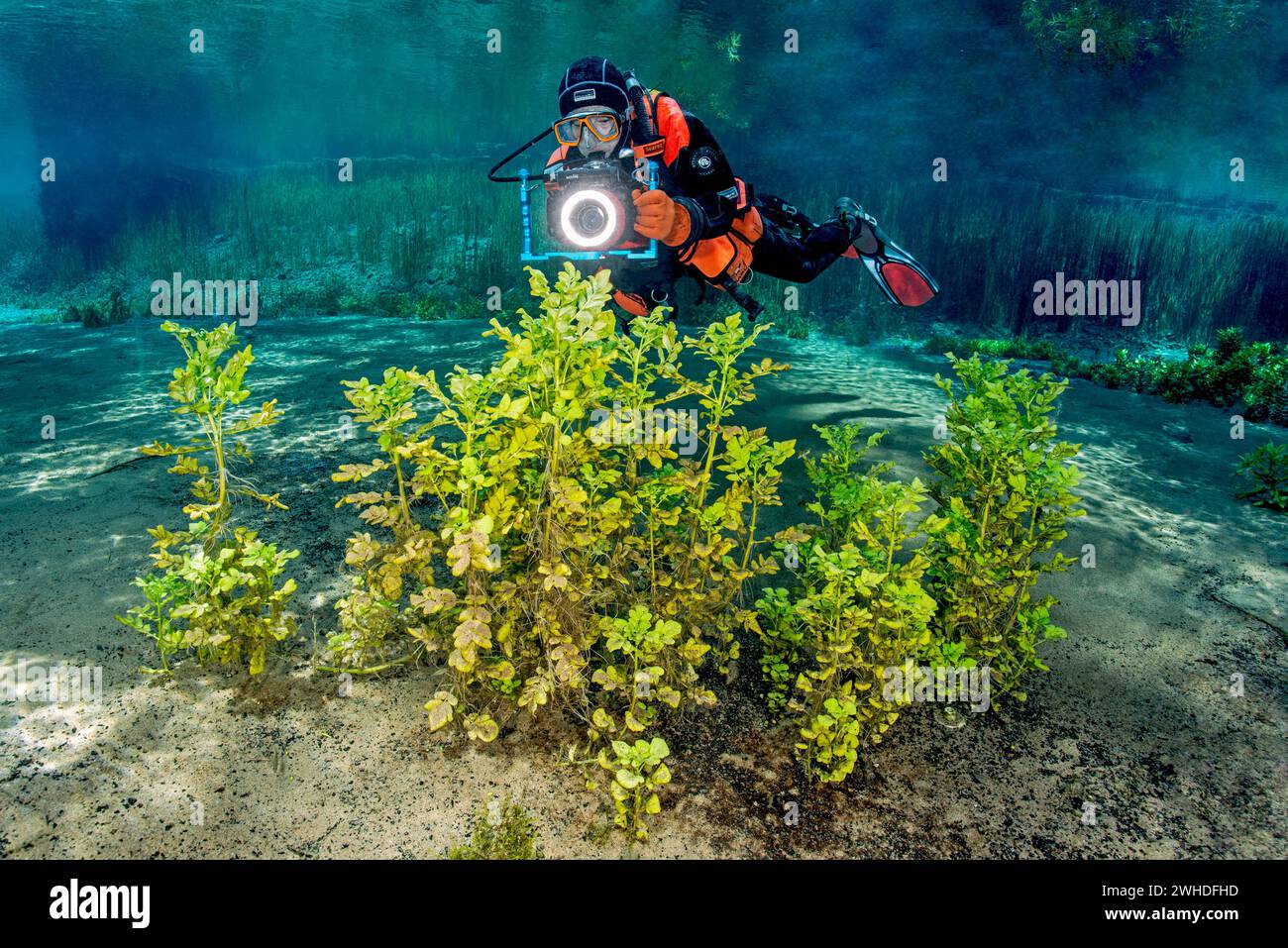 Diver swims with photo equipment through a spring lake in Italy. Stock Photo