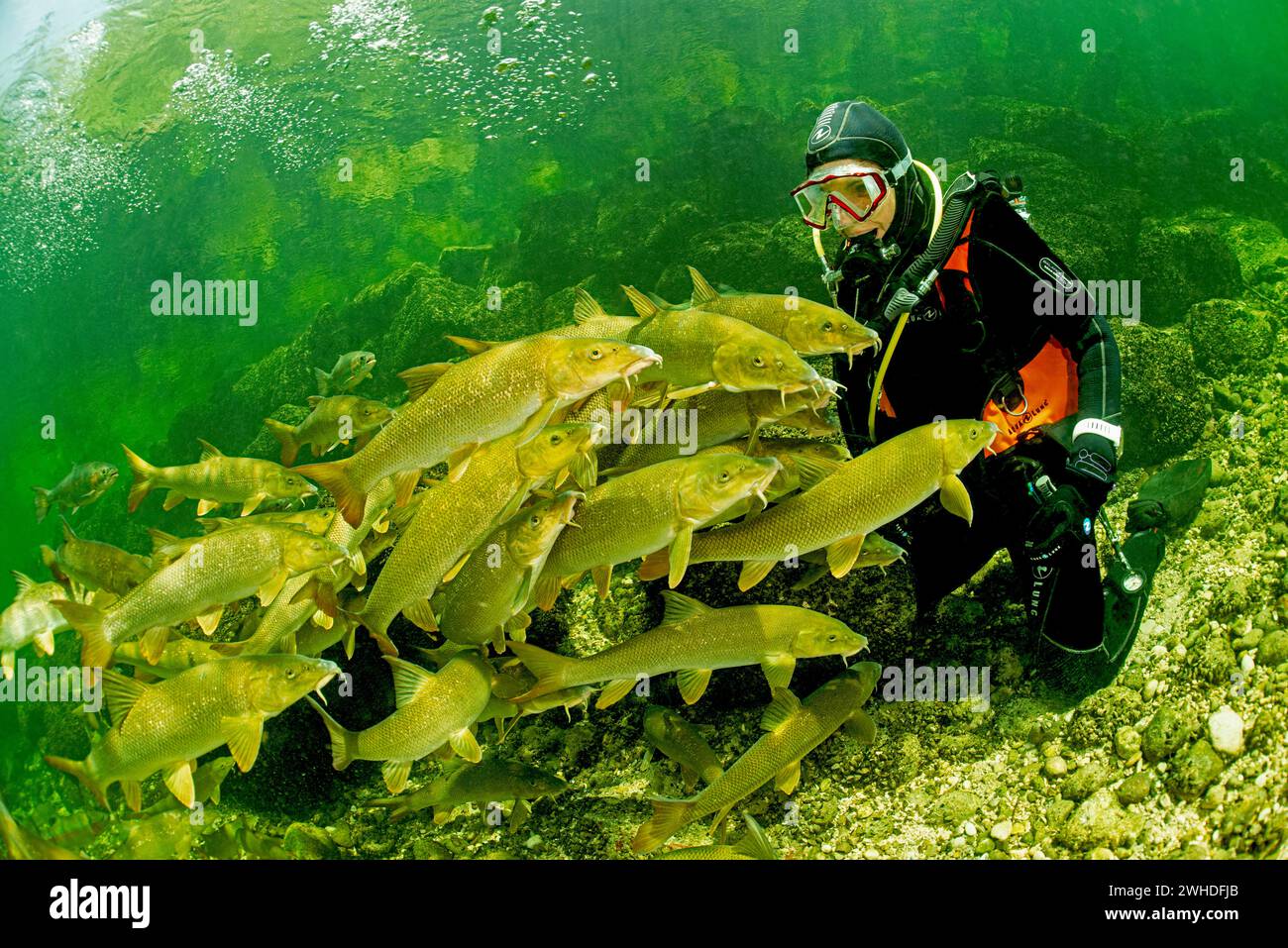 Diver playing with a school of barbel in the Traun, Austria Stock Photo