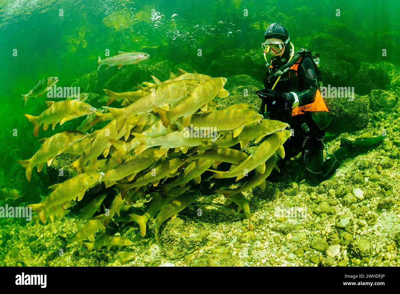Diver playing with a school of barbels in the Traun, Austria Stock Photo