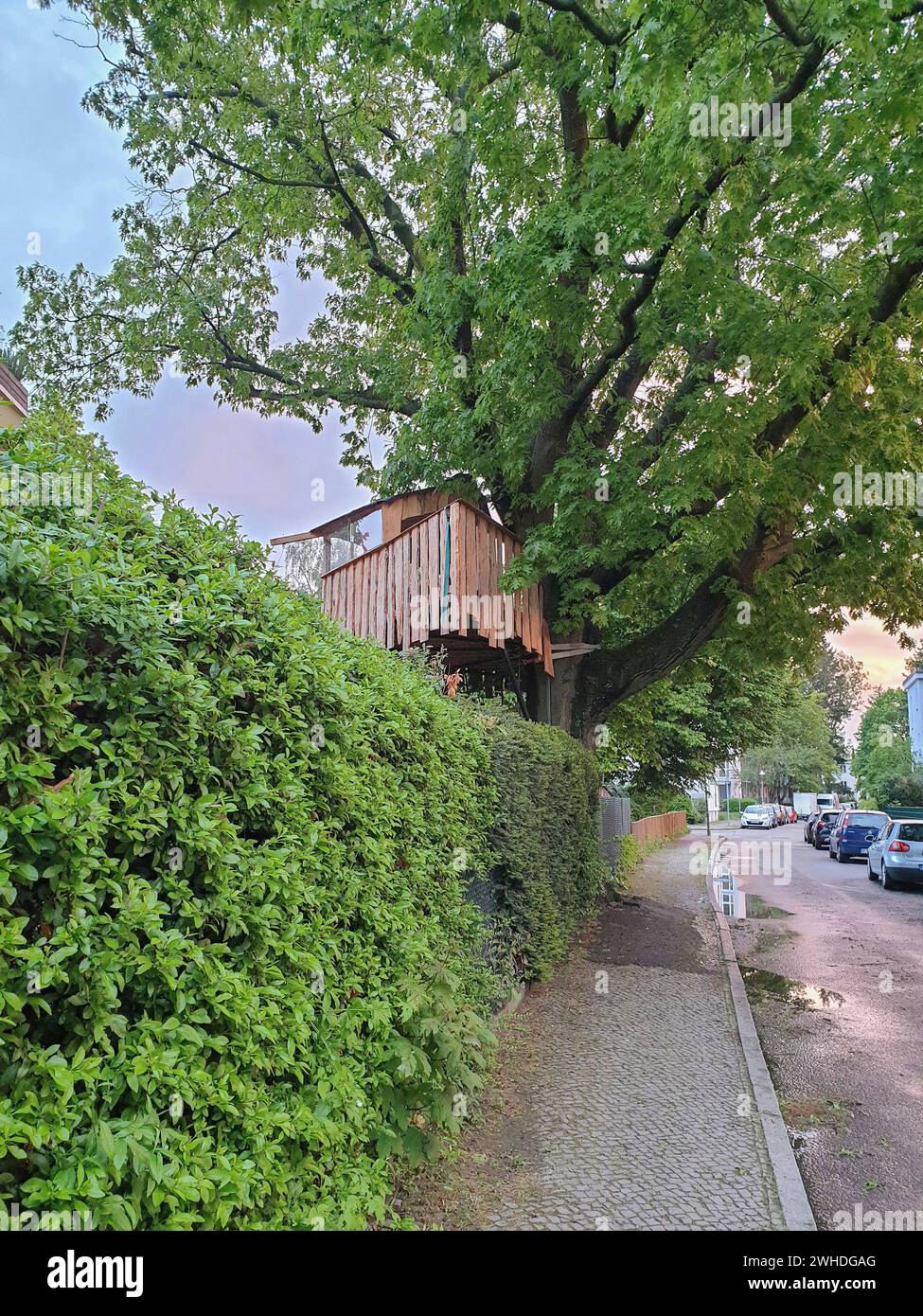 View from the public road to a tree house in a tree, Berlin, Germany Stock Photo