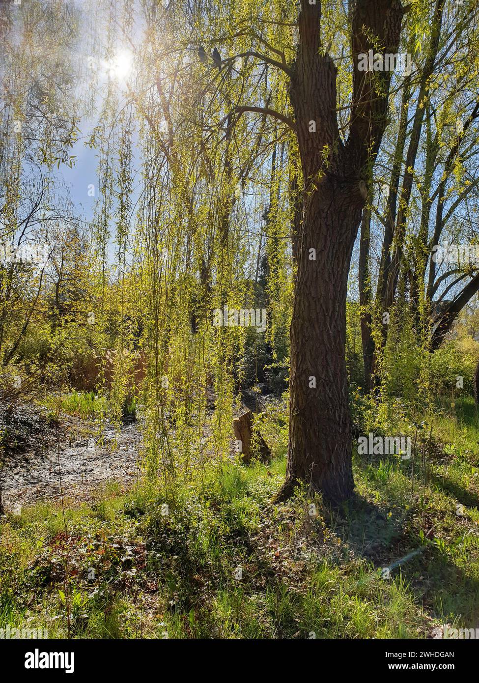 A weeping willow is backlit by the sun in a biotope in the south of ...