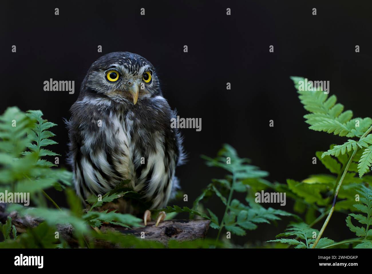 Pygmy Owl (Glaucidium passerinum Stock Photo - Alamy