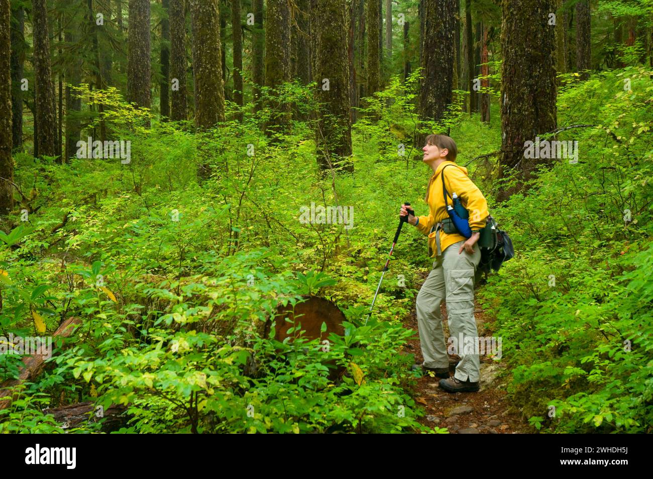 Opal Creek Trail, Opal Creek Scenic Recreation Area, Willamette National Forest, Oregon Stock Photo