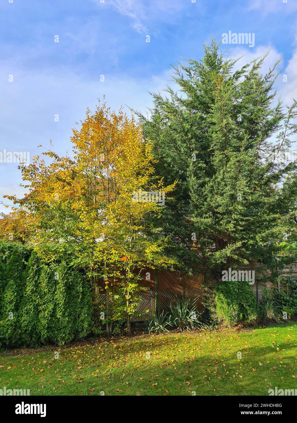 View into a garden of the native hornbeam with yellow fall foliage and green false cypress in the sunlight against a blue sky on the horizon Stock Photo