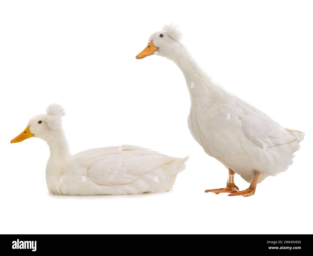 two duck isolated on a white background Stock Photo - Alamy