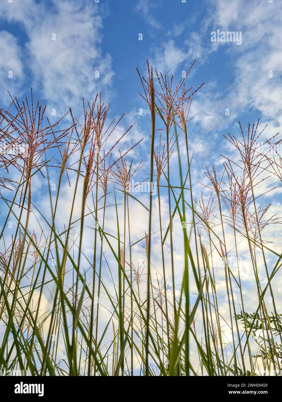 Outdoor shot with blue sky on the horizon with feather grass and grasses in the foreground Stock Photo